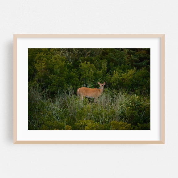 Deer on Fire Island - Fire Island New York Photography Oak Framed Wall Art Print 24 x 36 inches