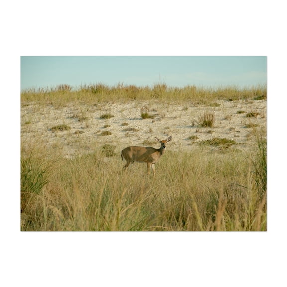 Deer on Fire Island - Fire Island New York Photography Unframed Wall Art Print 5 x 7 inches