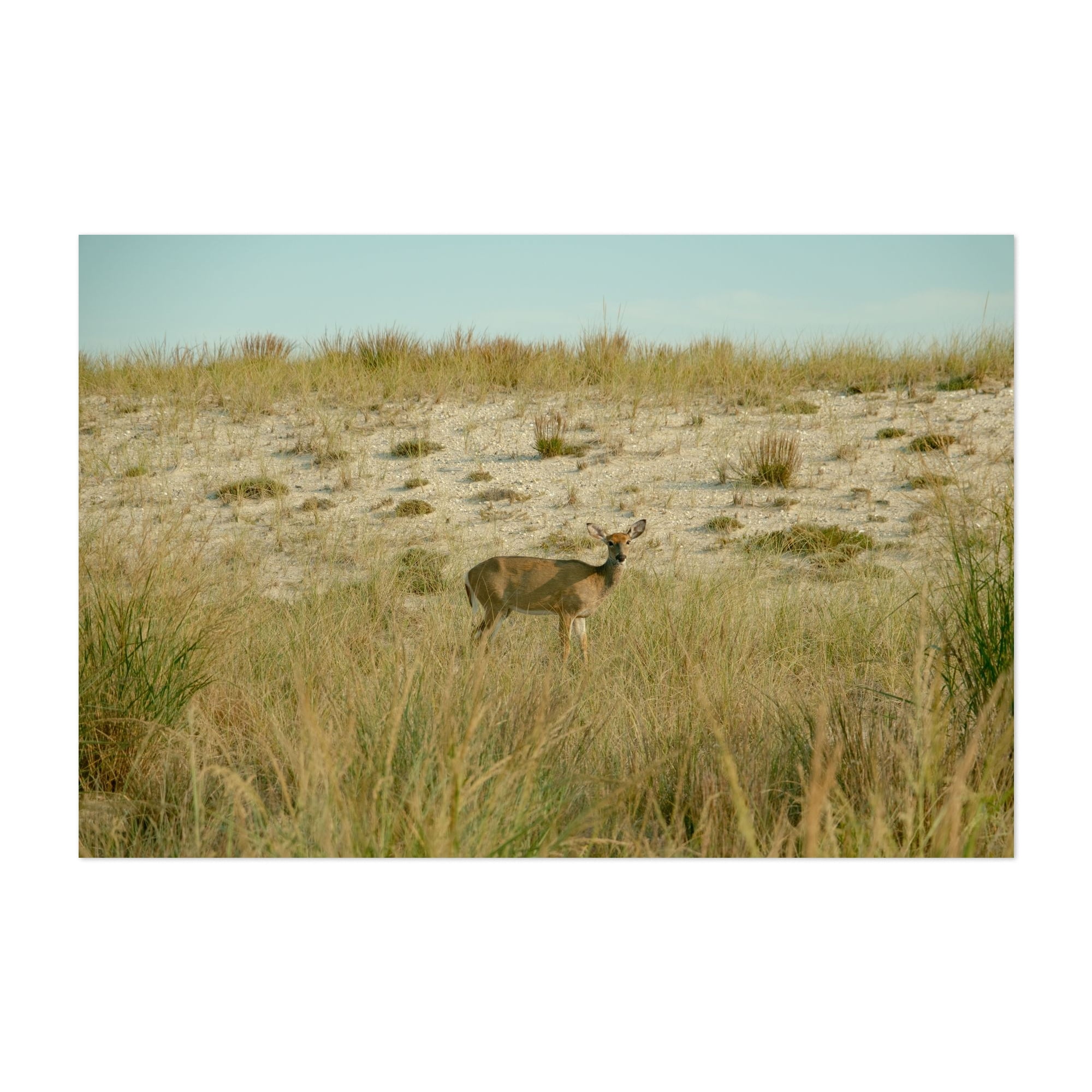 Deer on Fire Island - Fire Island New York Photography Unframed Wall ...