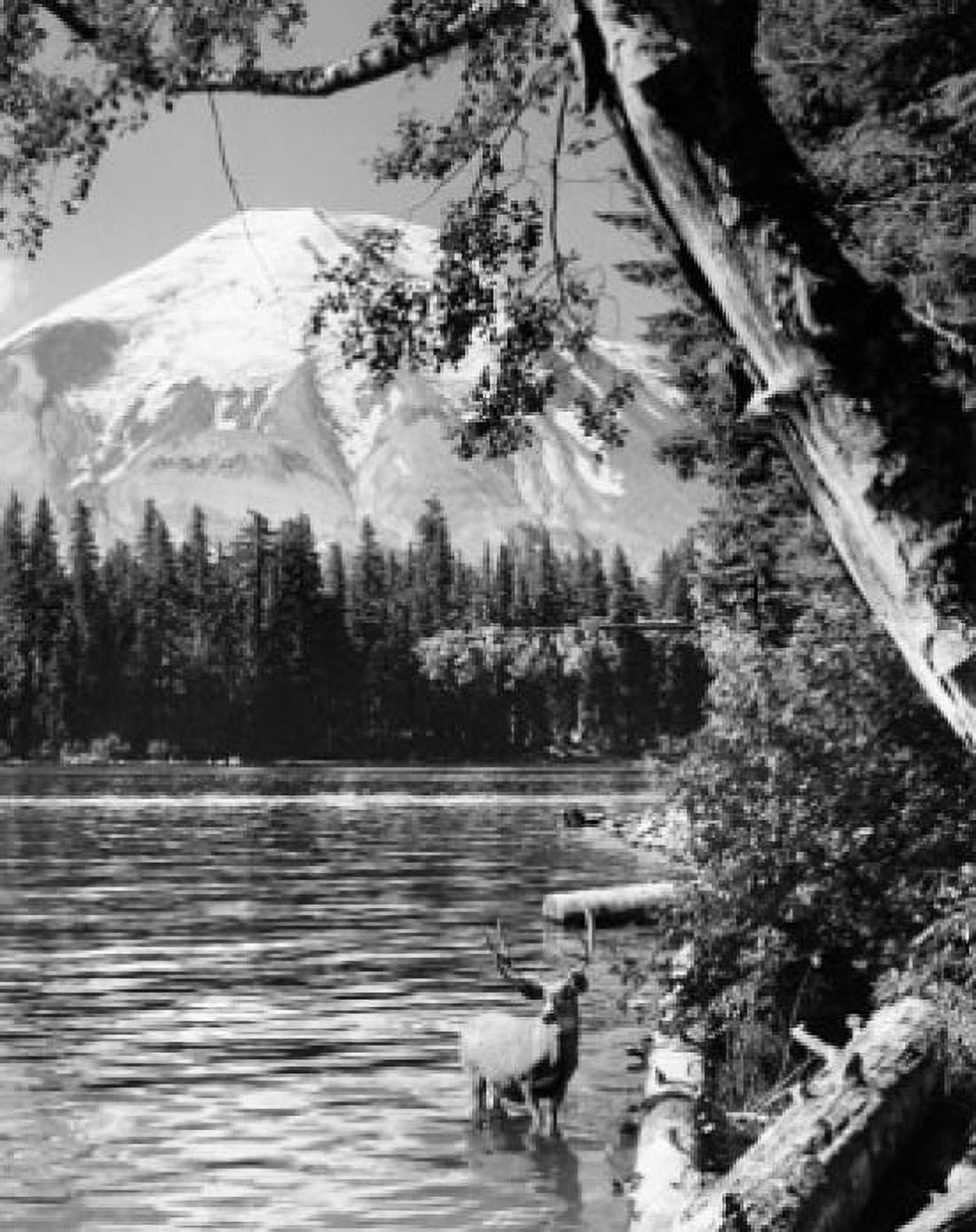 Deer standing in a lake Mount St Helens Spirit Lake Washington State USA Canvas Art - (18 x 24)