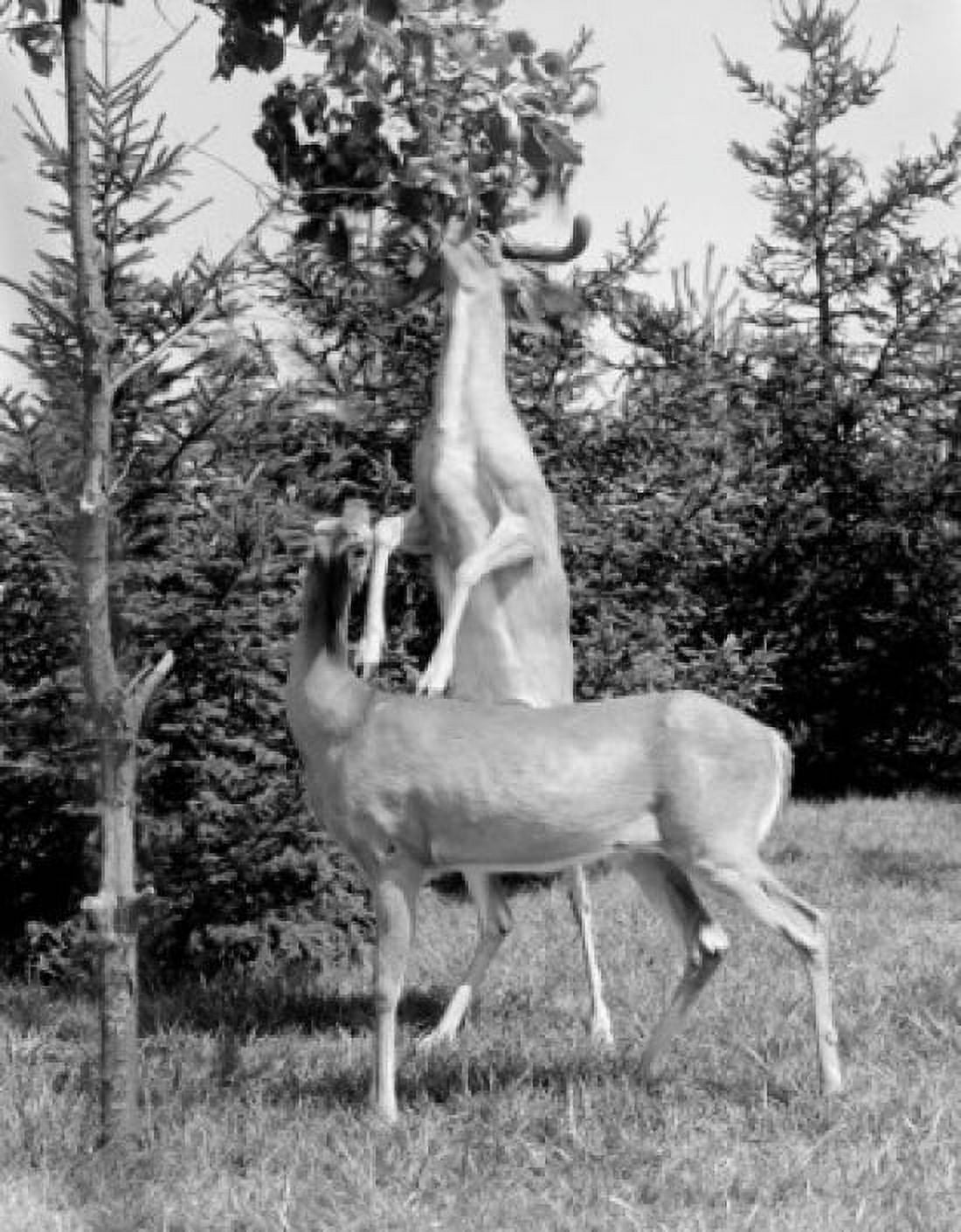 Deer standing on hind legs and leaning on other deer reaching for leafs from tree Canvas Art - (18 x 24)
