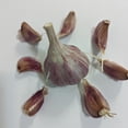 deerfield-purple-heirloom-certified-seed-garlic-cloves-walmart