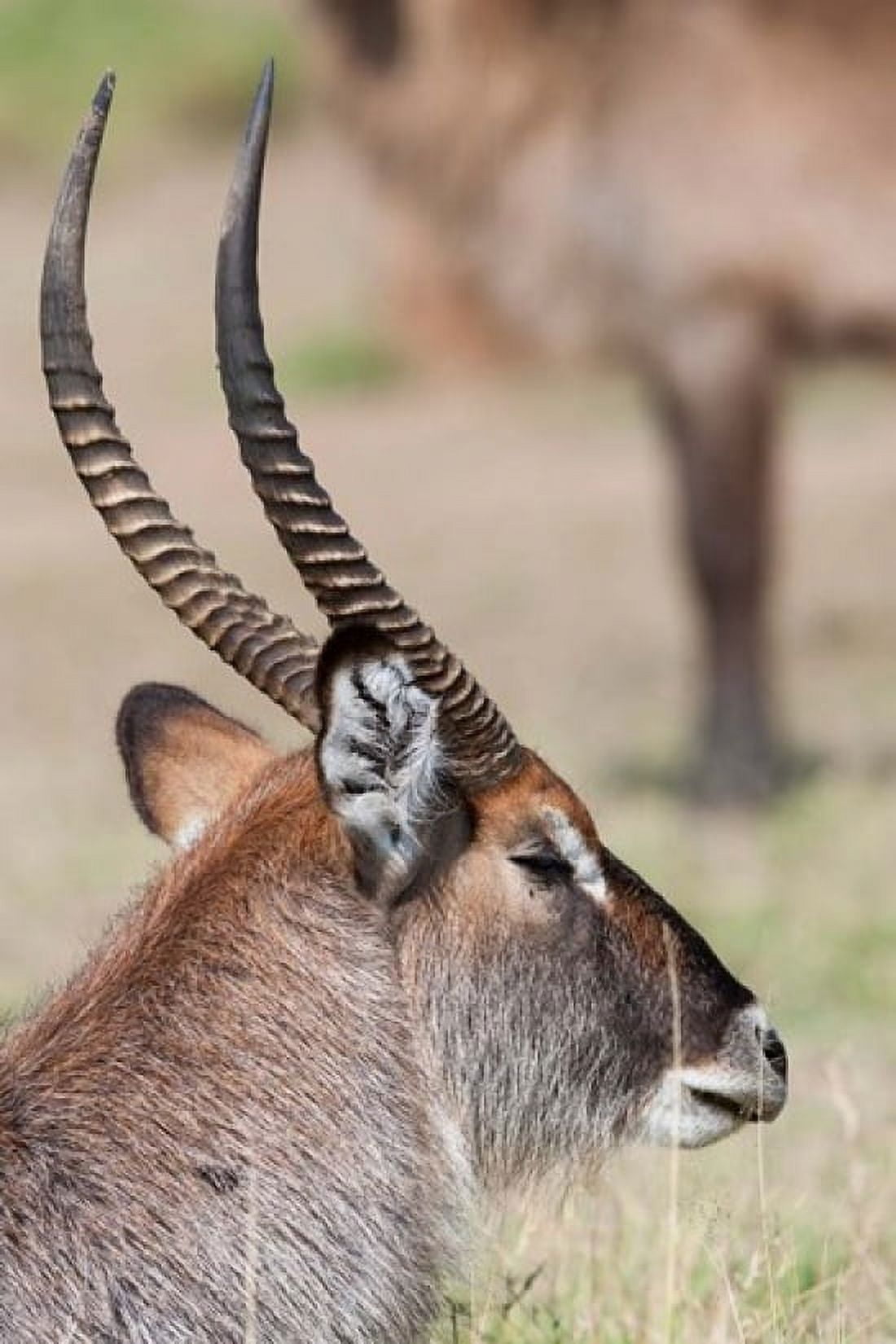 Defassa Waterbuck Maasai Mara Kenya Canvas Art - Martin Zwick DanitaDelimont (25 x 38)