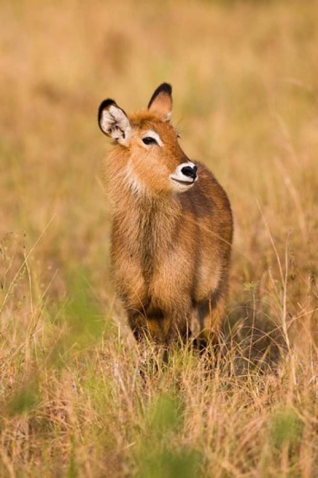 Defassa Waterbuck wildlife Uganda Canvas Art - Martin Zwick DanitaDelimont (18 x 24)