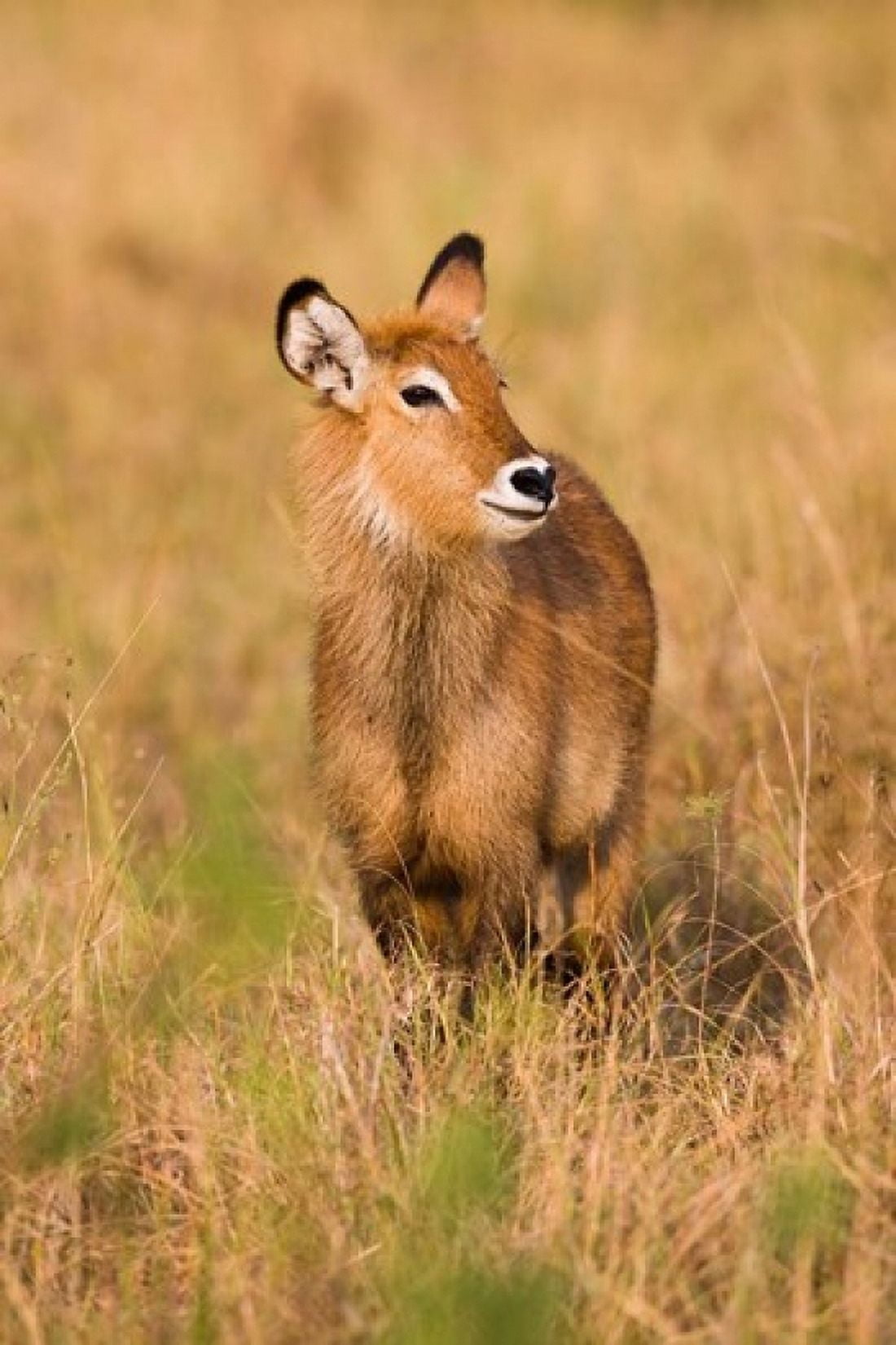 Defassa Waterbuck wildlife Uganda Canvas Art - Martin Zwick DanitaDelimont (25 x 38)