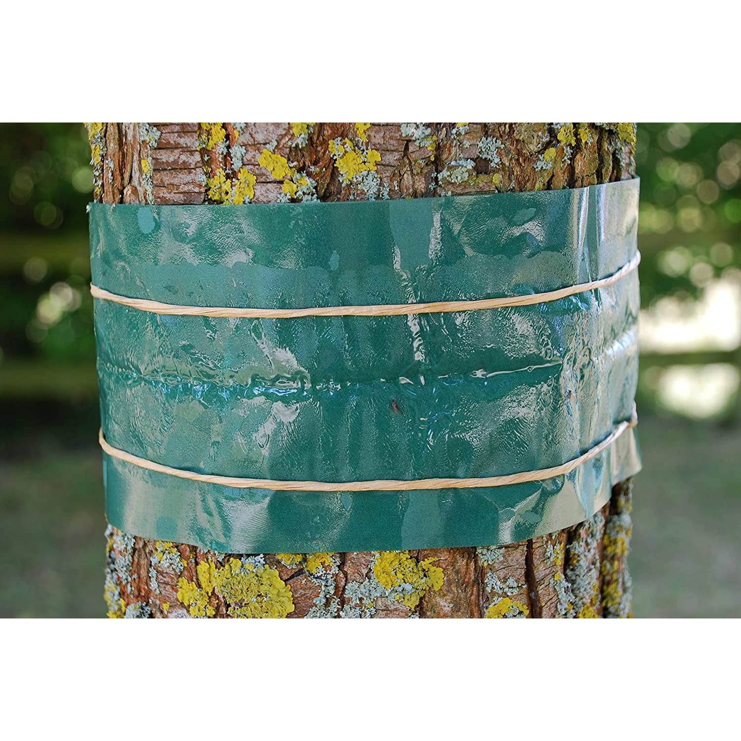 Defenders Fruit Tree Grease Band