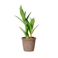 thumbnail image 1 of DefiDgd Faux Bamboo Potted Plants Home Decoration,Green Plants Indoor with Plastic Pots,Faux Plant for Home Shelf Bedroom Kitchen Office Indoor Outdoor Decor(C), 1 of 6