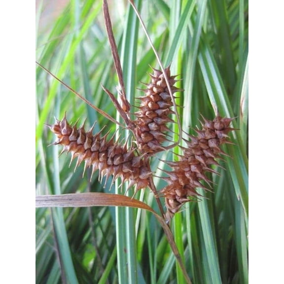 Deflexed Bottle Brush Sedge Seeds for Planting (50 Seeds) - Carex retrorsa