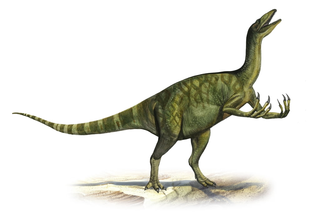 Deinocheirus mirificus a prehistoric era dinosaur Canvas Art - Sergey KrasovskiyStocktrek Images (17 x 12)