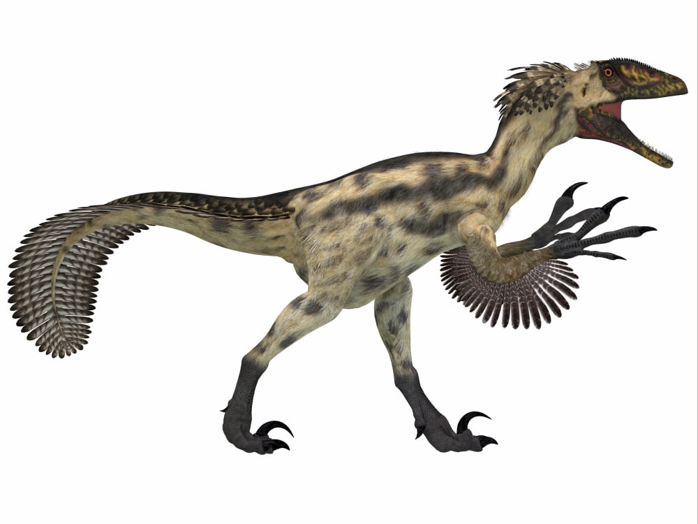 Deinonychus a carnivorous dinosaur from the early Cretaceous Period Canvas Art - Corey FordStocktrek Images (33 x 25)