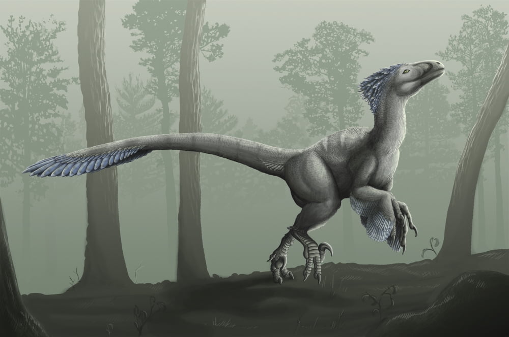 Deinonychus antirrhopus in a misty forest Canvas Art - Emily WilloughbyStocktrek Images (18 x 12)