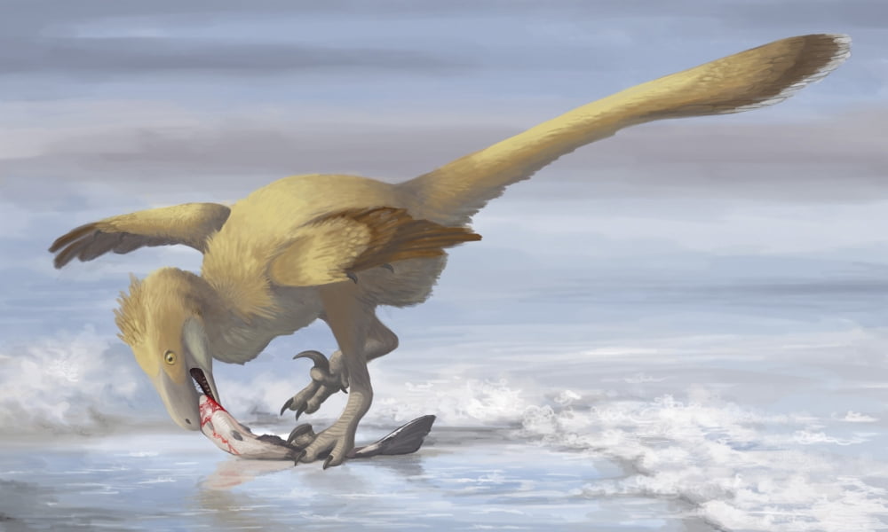 Deinonychus antirrhopus preys on a fish Canvas Art - Emily WilloughbyStocktrek Images (18 x 11)