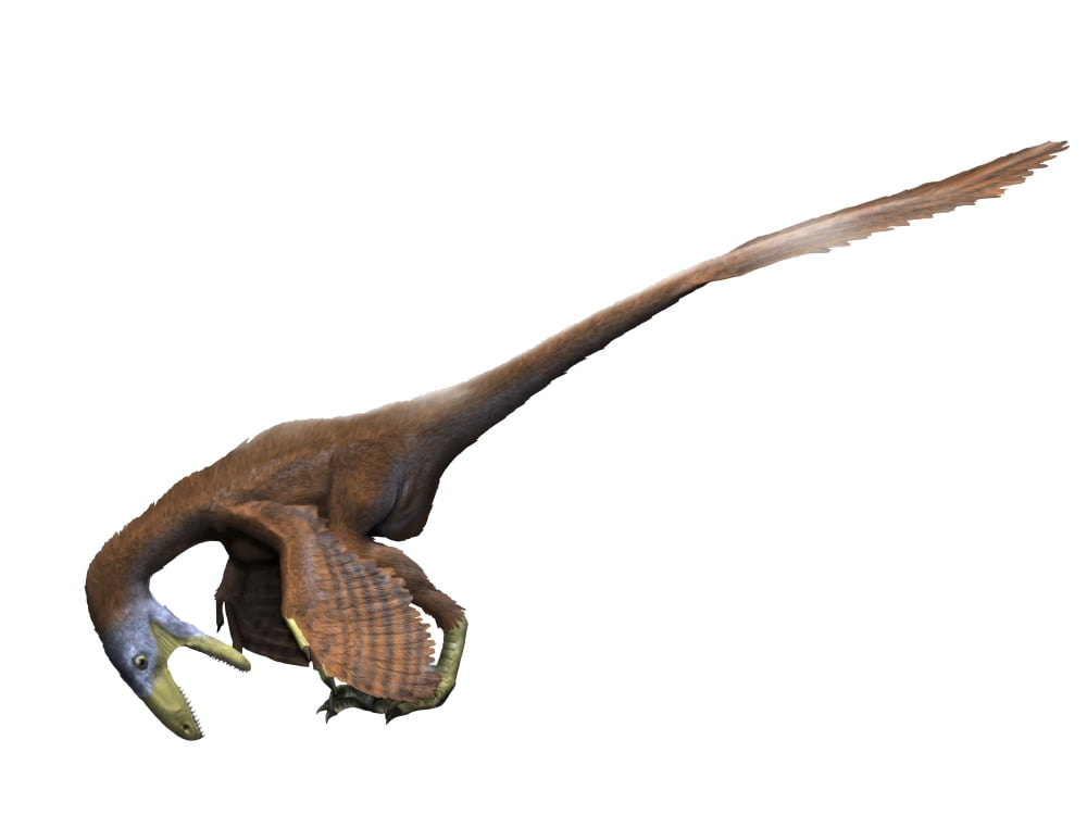 Deinonychus dinosaur Canvas Art - Nobumichi TamuraStocktrek Images (33 x 25)