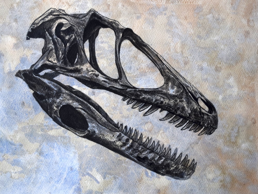 Deinonychus dinosaur skull Canvas Art - Harm PlatStocktrek Images (32 x 24)