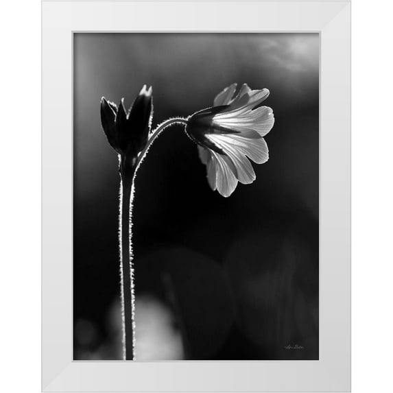 Deiter, Lori 12x14 White Modern Wood Framed Museum Art Print Titled - Black and White Flower