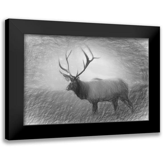 Deiter, Lori 18x13 Black Modern Framed Museum Art Print Titled - Bull Elk Sketch
