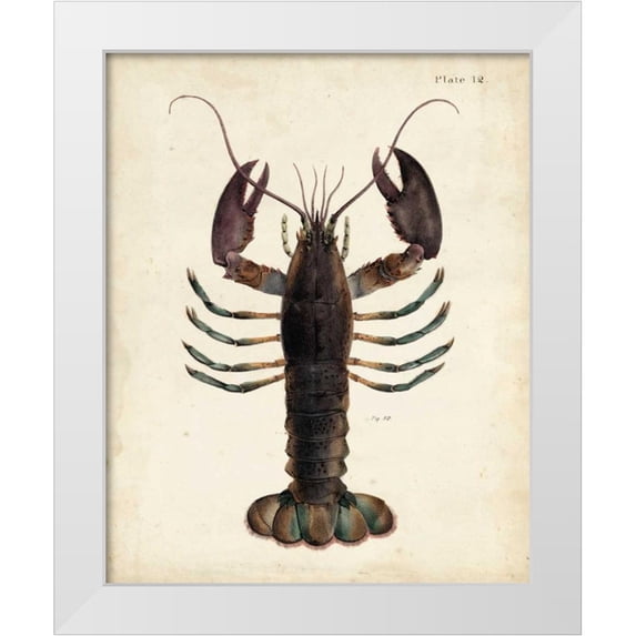 Dekay 20x24 White Modern Wood Framed Museum Art Print Titled - Vintage Lobster