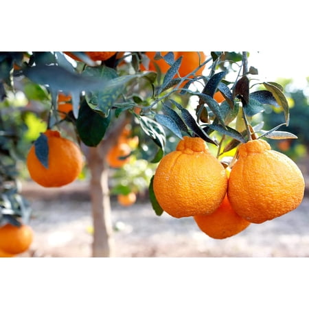 Dekopon Tangerines Oranges (2lbs includes 3 Whole Pieces)