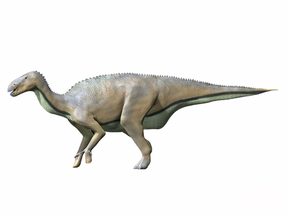 Delapparentia turolensis Early Cretaceous of Spain Canvas Art - Nobumichi TamuraStocktrek Images (17 x 13)