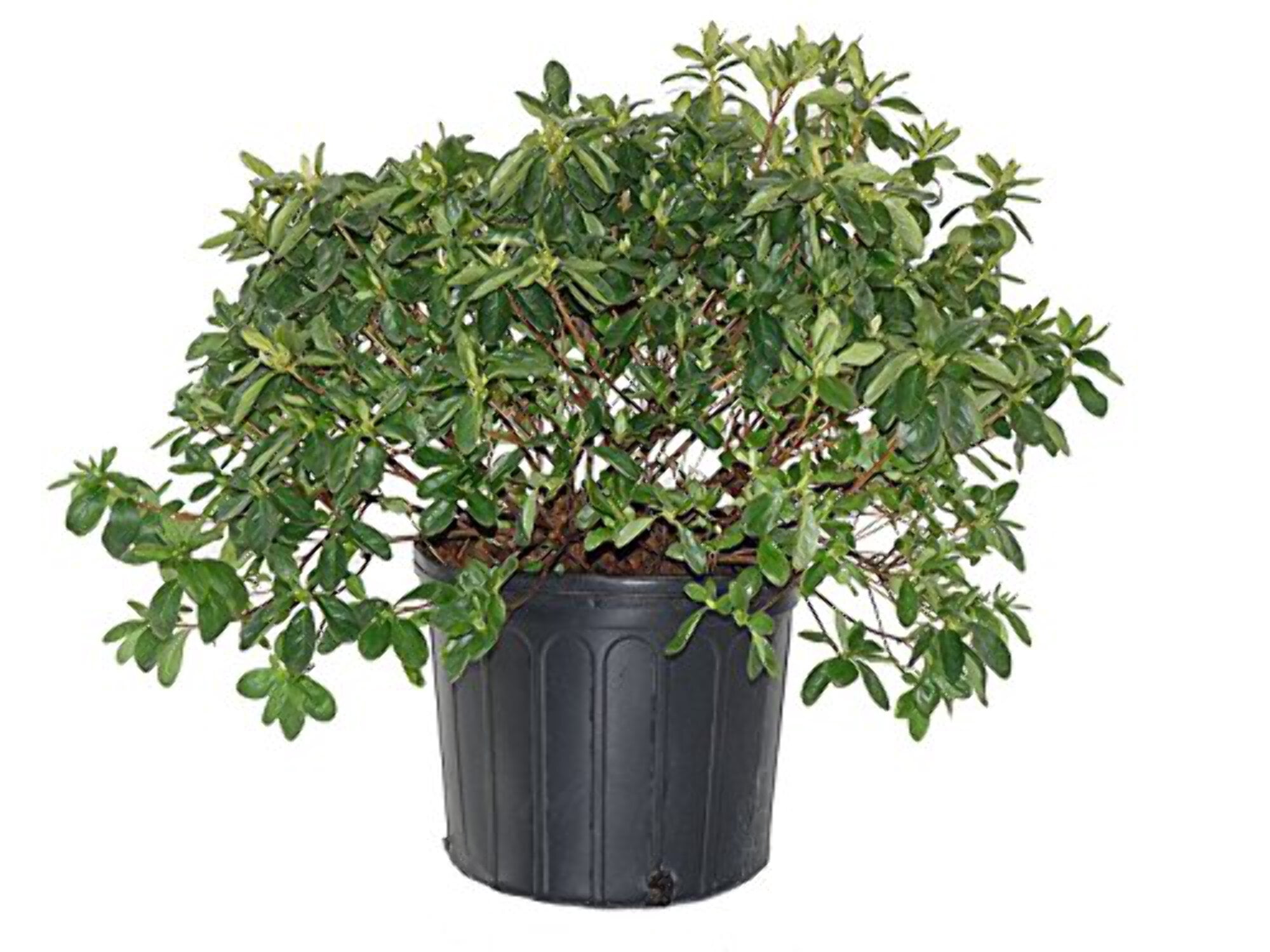 Delaware Valley White Azalea - Azalea Delaware Valley White | 2 Gallon ...