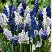 Delft Blue Grape Hyacinth Mix, Muscari Bulbs - Beautiful Spring Blooms, Perennial Garden Flowers 10 Bulbs