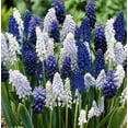 thumbnail image 1 of Delft Blue Grape Hyacinth Mix, Muscari Bulbs - Beautiful Spring Blooms, Perennial Garden Flowers (50 Bulbs), 1 of 3
