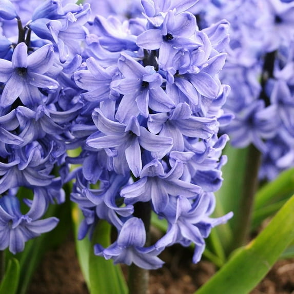 Delft Blue Hyacinth Flower Bulbs Jumbo Pack - 15 Bulbs per Pack - Pleasantly Scented - Deer Resistant - Good as Cut Flowers - Grows Well In Containers - Grow Indoors or Outdoors – Live Plant Garden