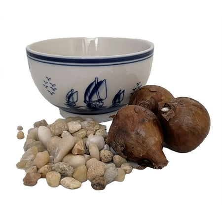 Delft Ceramic Bowl with Paperwhite Narcissus Bulbs Indoor Growing Kit - Fragrant