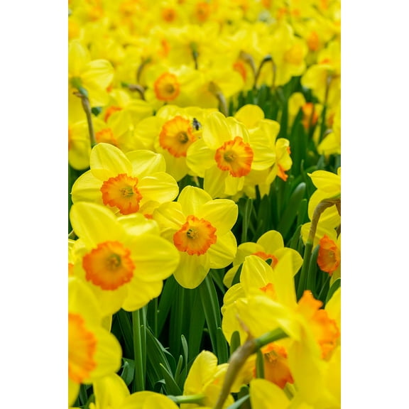 Delibes Large Cupped Daffodil - 5 Bulbs 14/16 cm - Long Flowering Period