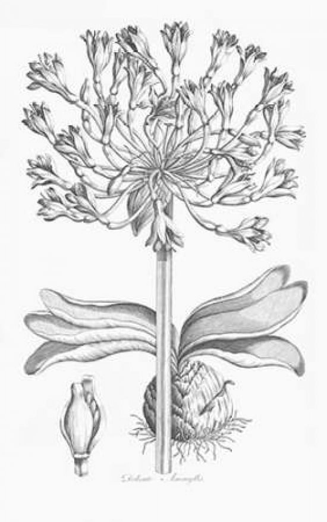 Delicate Amarylis Canvas Art - John Hill (12 x 18)