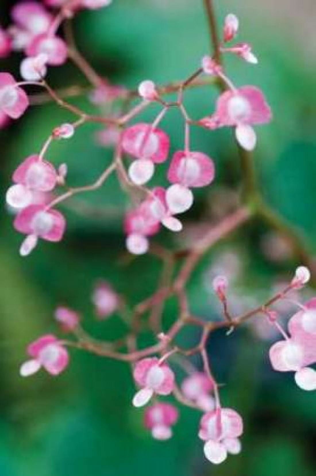 Delicate Begonia I Canvas Art - Erin Berzel (20 x 28)