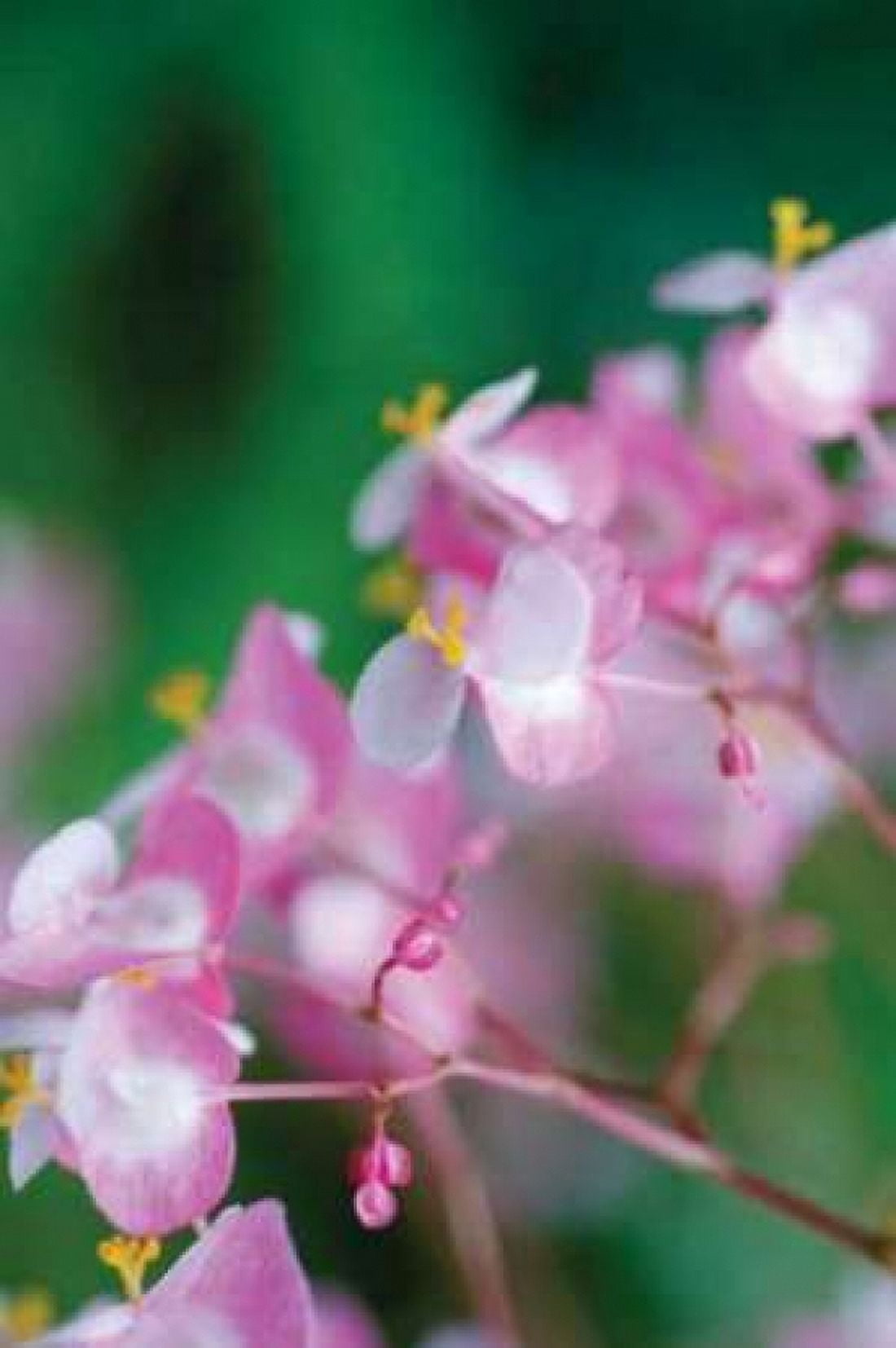Delicate Begonia II Canvas Art - Erin Berzel (20 x 28)