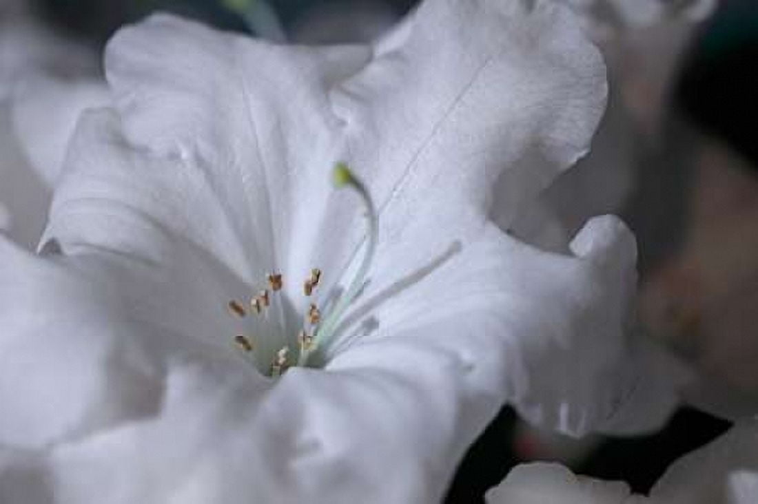 Delicate Blossoms I Canvas Art - Rita Crane (24 x 36)