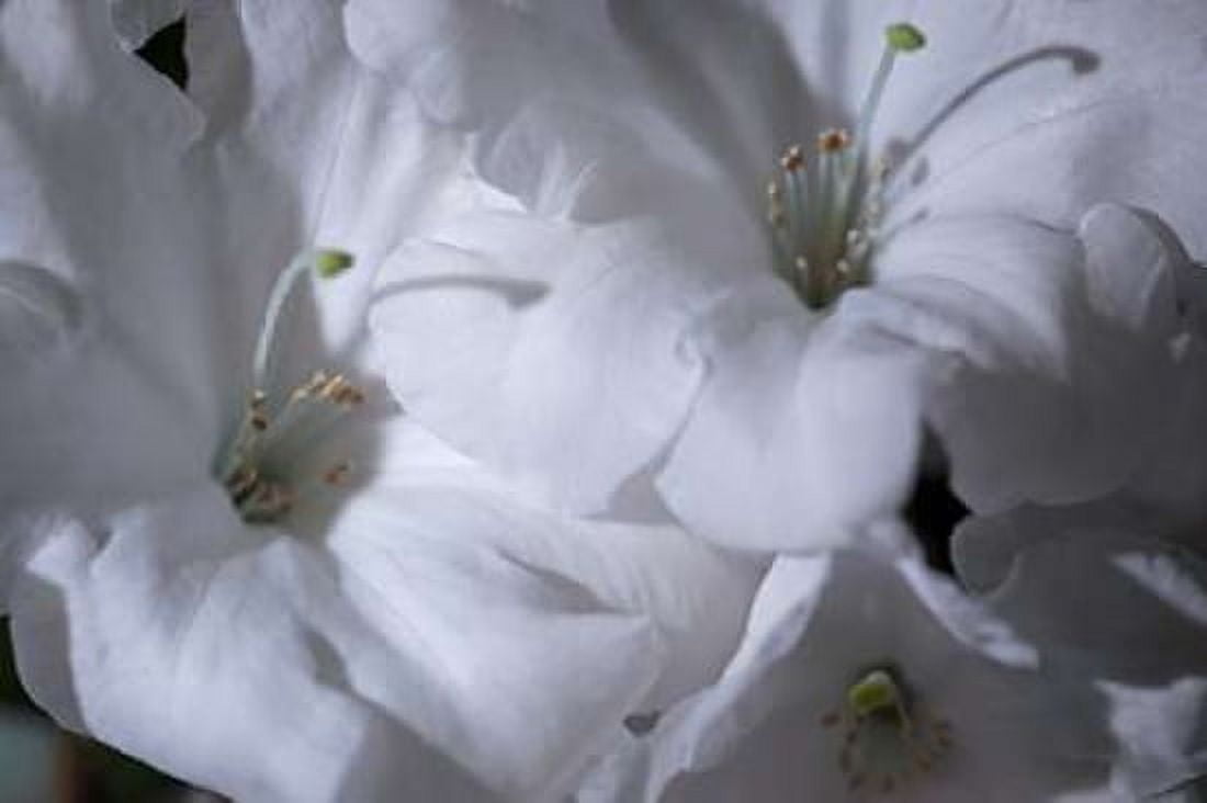 Delicate Blossoms II Canvas Art - Rita Crane (24 x 36)