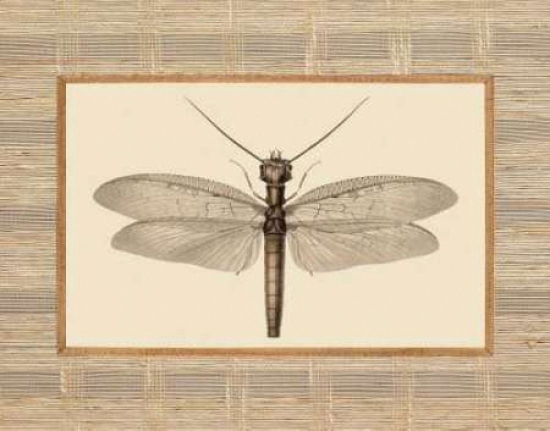 Delicate Dancer II Canvas Art - Sarah E Chilton (18 x 24)