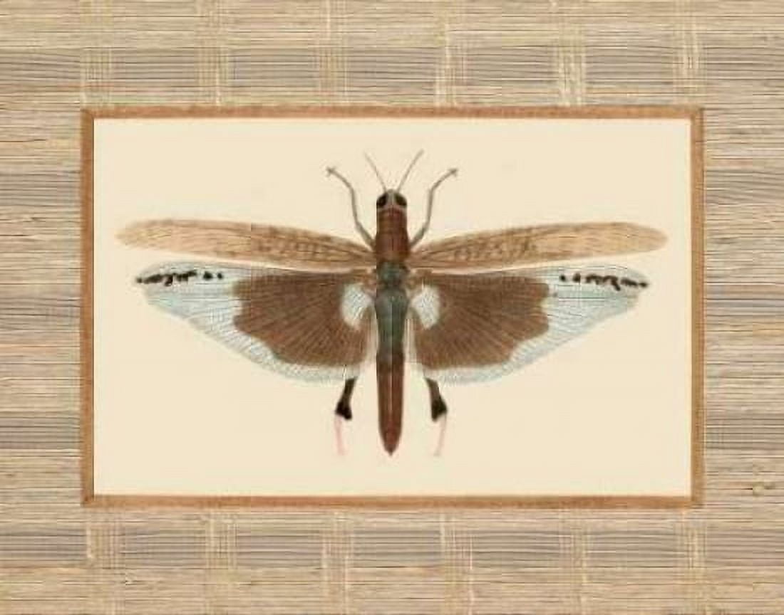 Delicate Dancer IV Canvas Art - Sarah E Chilton (18 x 24)
