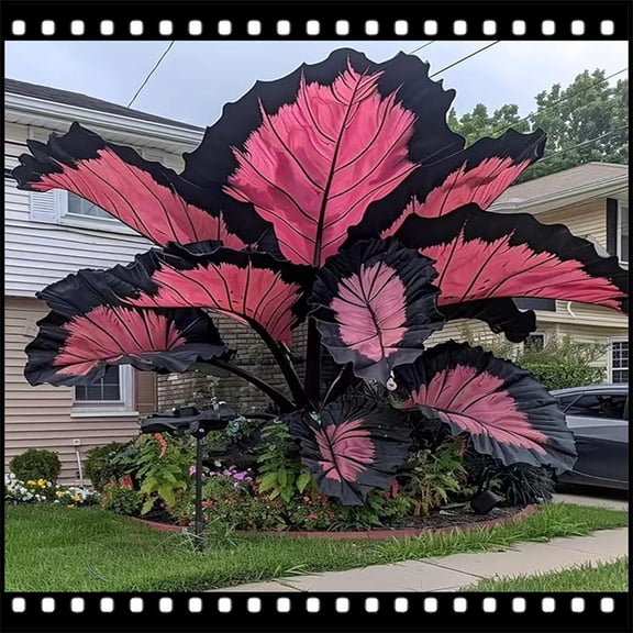 Delicate Elephant Ear for Landscapes-Long Continuous Blooms-Low Maintenance-Ideal for Flower beds, Plant Pots & Planters