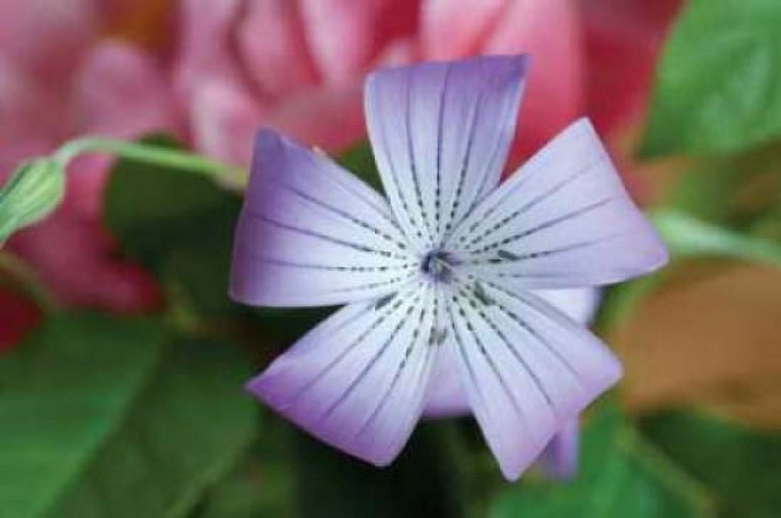 Delicate Flower II Canvas Art - Erin Berzel (20 x 28)