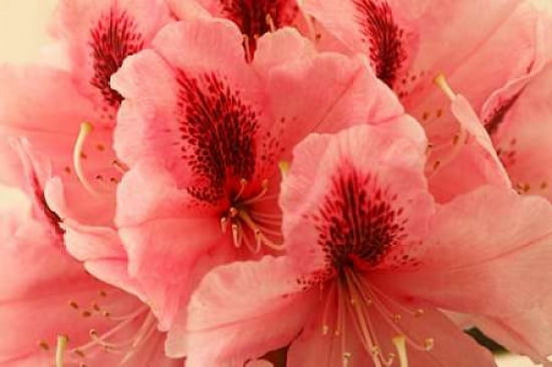 Delicate Petals I Canvas Art - Rita Crane (12 x 18)