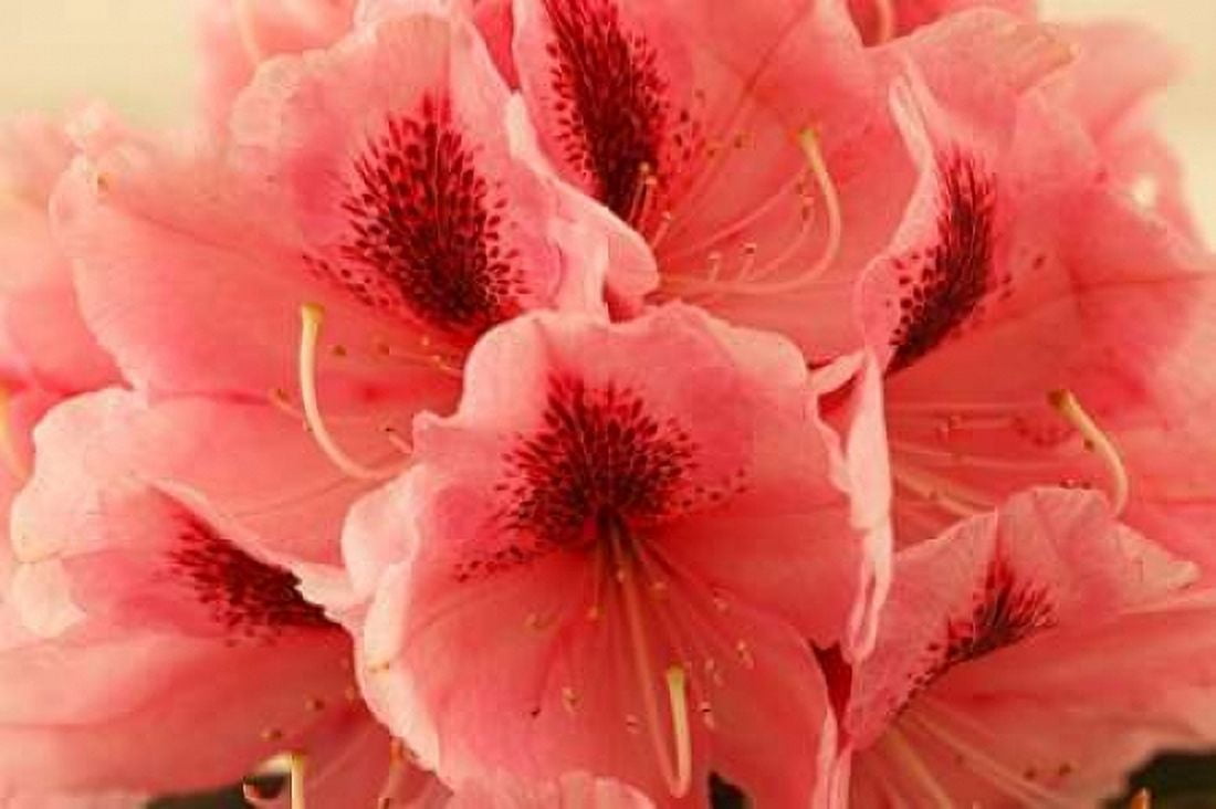 Delicate Petals II Canvas Art - Rita Crane (24 x 36)