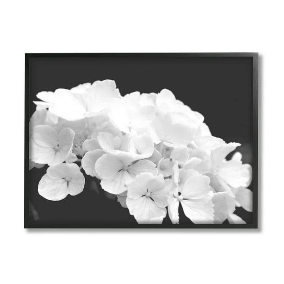 Delicate White Hydrangea Petals Botanical & Floral Photograph Black Framed Art Print Wall Art