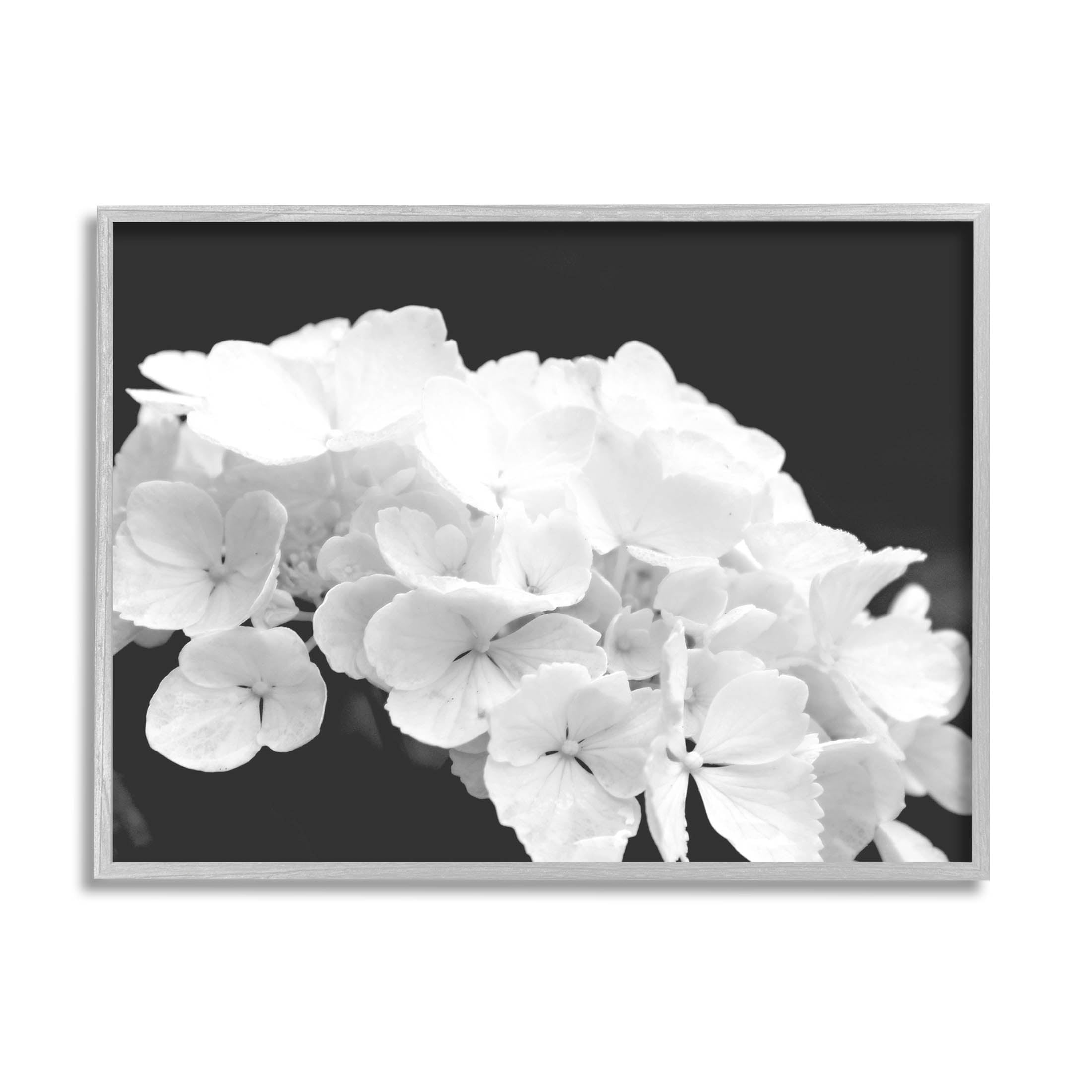 Delicate White Hydrangea Petals Botanical & Floral Photograph Gray Framed Art Print Wall Art