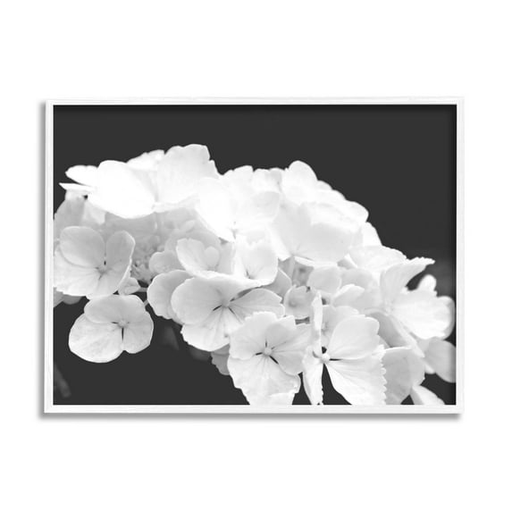 Delicate White Hydrangea Petals Botanical & Floral Photograph White Framed Art Print Wall Art