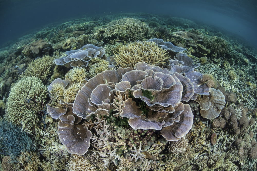 Delicate corals grow near the island of Flores in Indonesia Canvas Art - Ethan DanielsStocktrek Images (18 x 12)