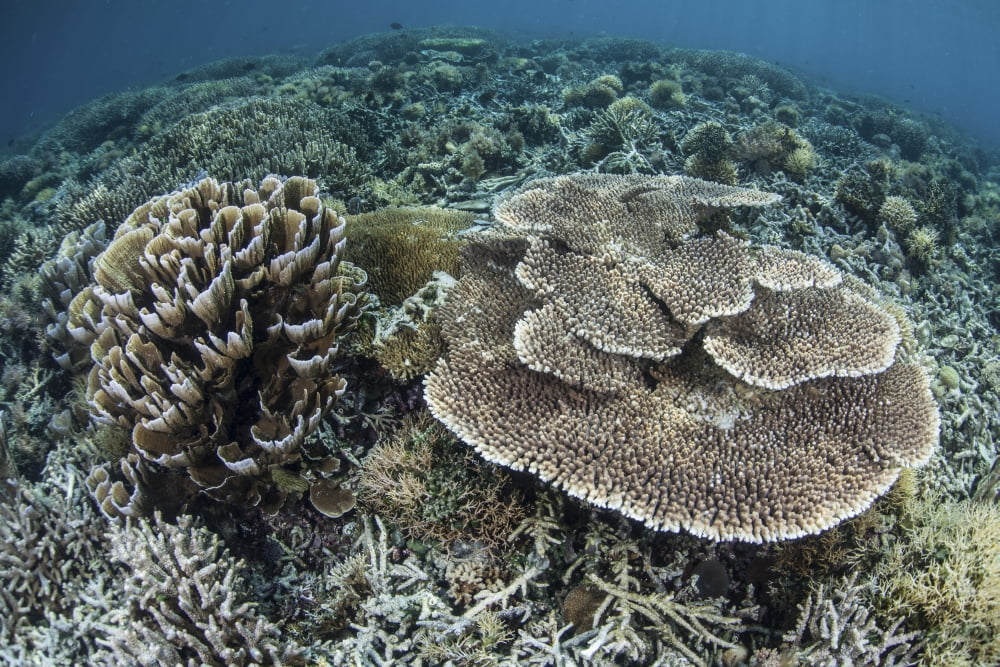 Delicate corals grow near the island of Flores in Indonesia Canvas Art - Ethan DanielsStocktrek Images (35 x 24)