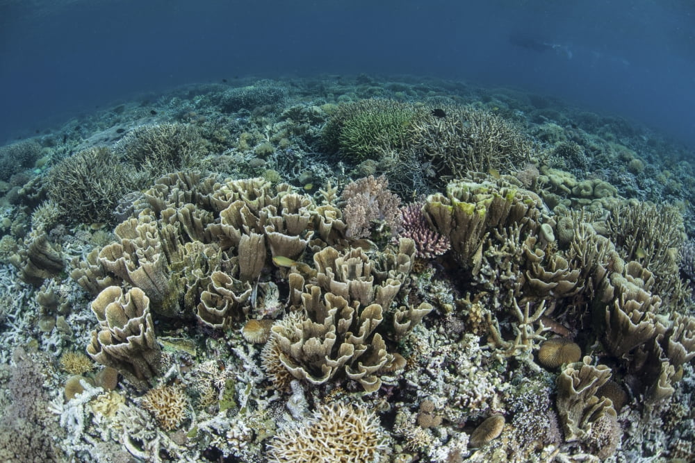 Delicate corals grow near the island of Flores in Indonesia Canvas Art - Ethan DanielsStocktrek Images (35 x 24)