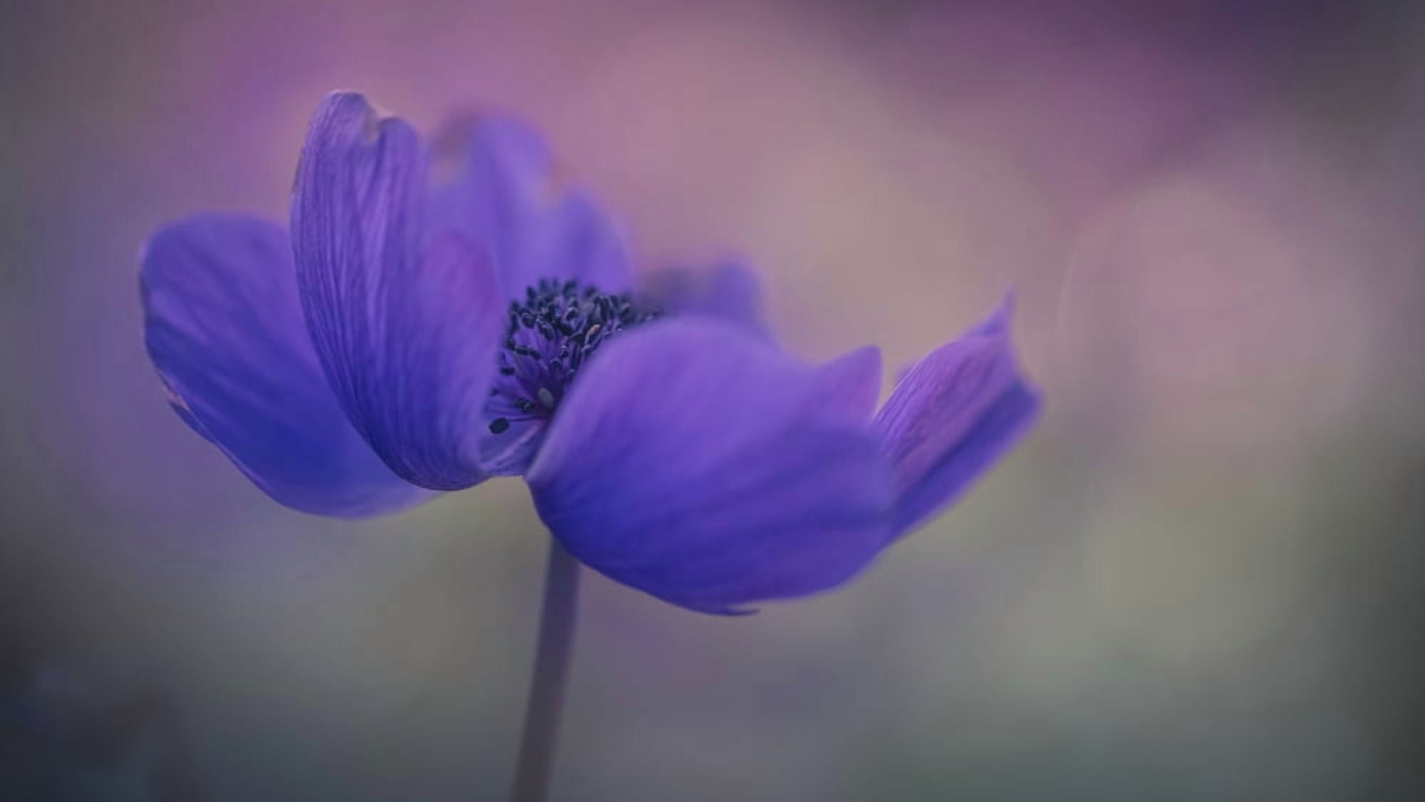 Delicate purple flower in bloom Jerusalem Israel Canvas Art - Robert Schenck Design Pics (20 x 11)