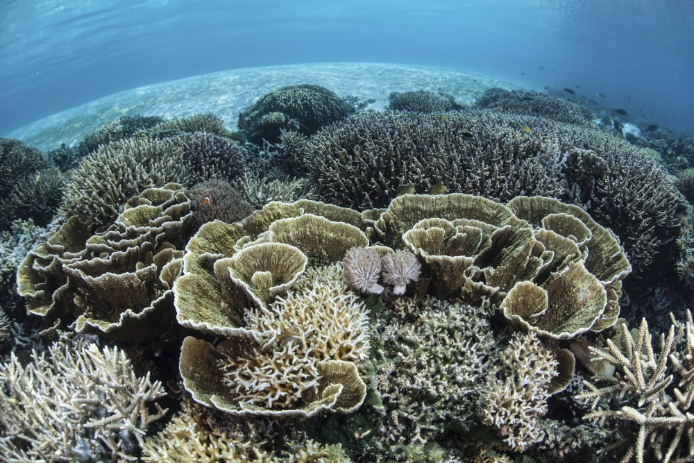 Delicate reef-building corals in Alor Indonesia Canvas Art - Ethan DanielsStocktrek Images (35 x 24)
