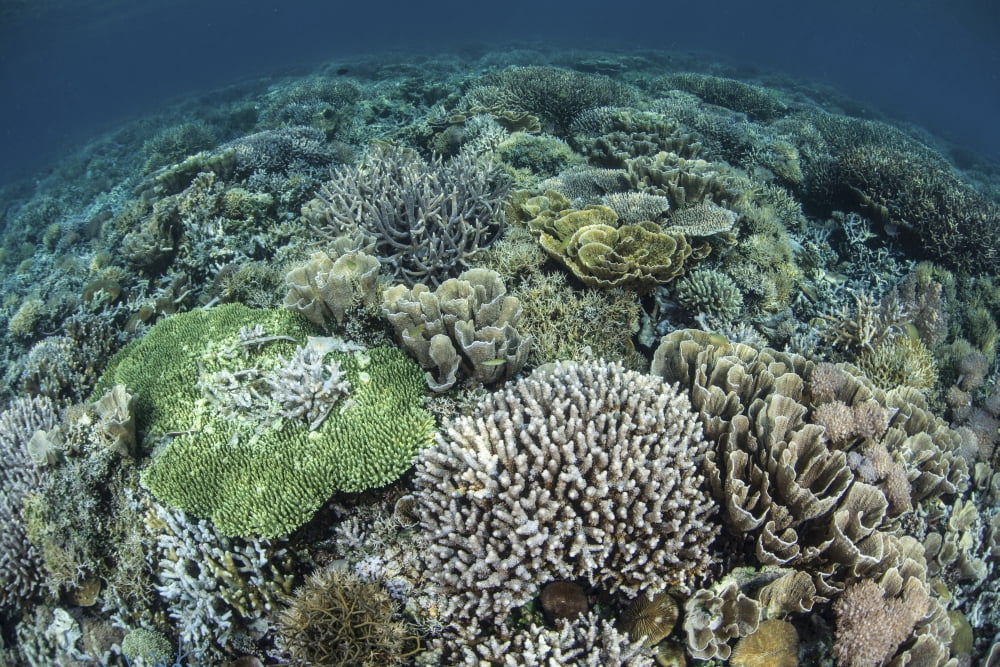 Delicate reef-building corals in Raja Ampat Indonesia Canvas Art - Ethan DanielsStocktrek Images (18 x 12)