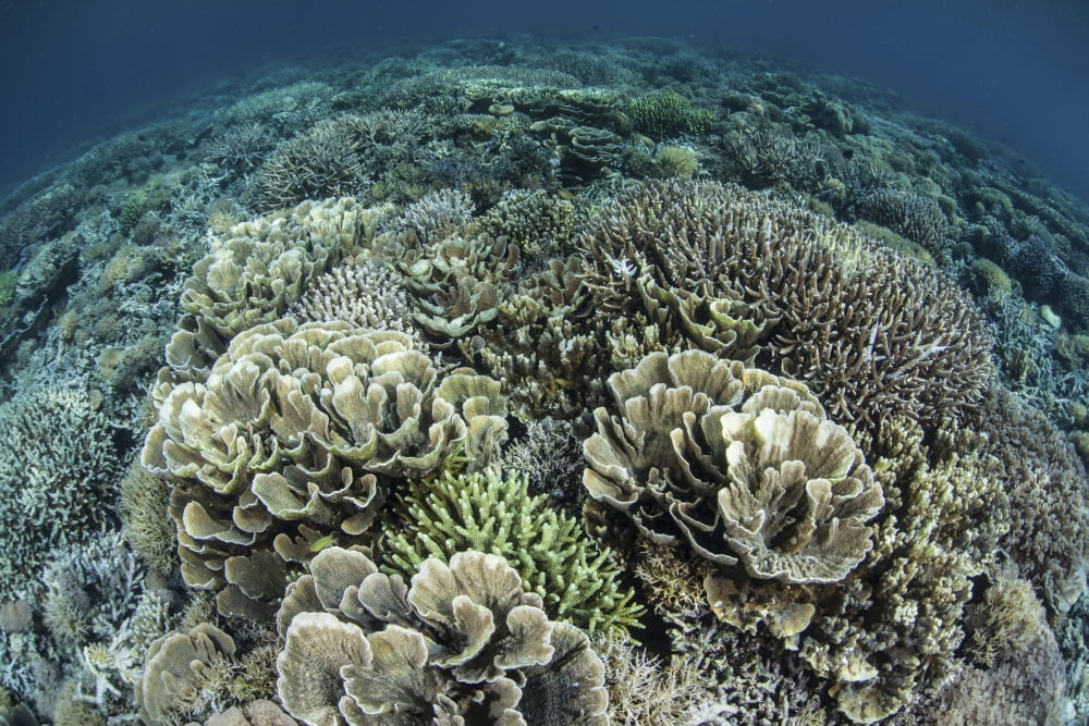 Delicate reef-building corals in Raja Ampat Indonesia Canvas Art - Ethan DanielsStocktrek Images (35 x 24)